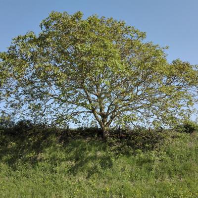 déployés en vert et bleu